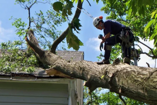 Tree Service Experts in Jupiter, FL 33478