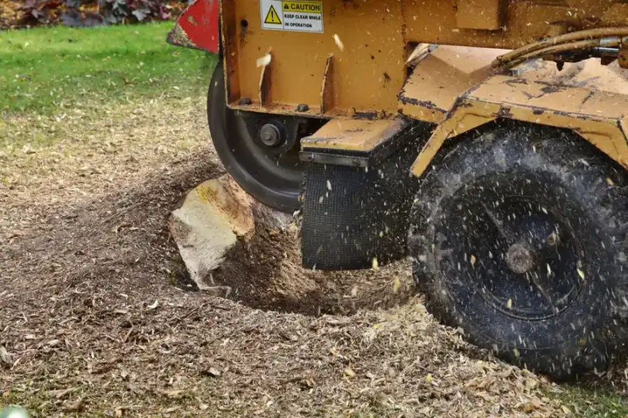 How Tree Removal Helps Prevent Storm-related Damage in Jupiter, FL How Tree Removal Helps Prevent Storm-related Damage in Jupiter, FL