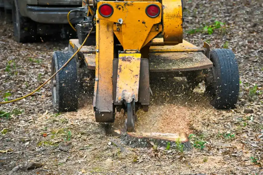 The Connection Between Tree Maintenance And Fire Safety in Jupiter, FL The Connection Between Tree Maintenance And Fire Safety in Jupiter, FL