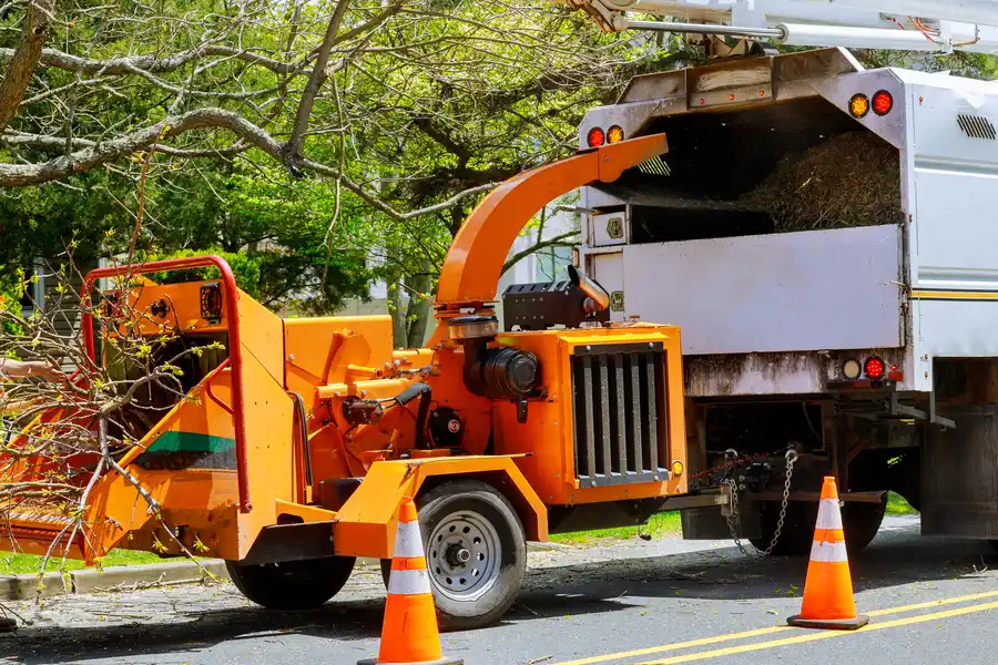 Tree Root Problems Solved By Professional Removal Jupiter, FL Tree Root Problems Solved By Professional Removal Jupiter, FL