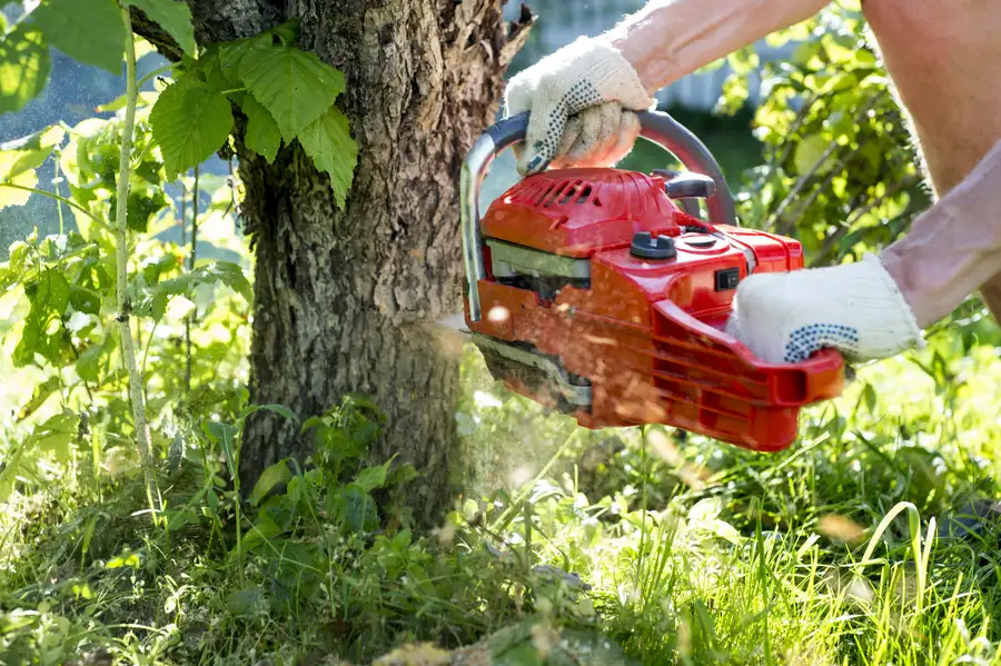 Tree Root Problems Solved By Professional Removal in Jupiter, FL Tree Root Problems Solved By Professional Removal in Jupiter, FL