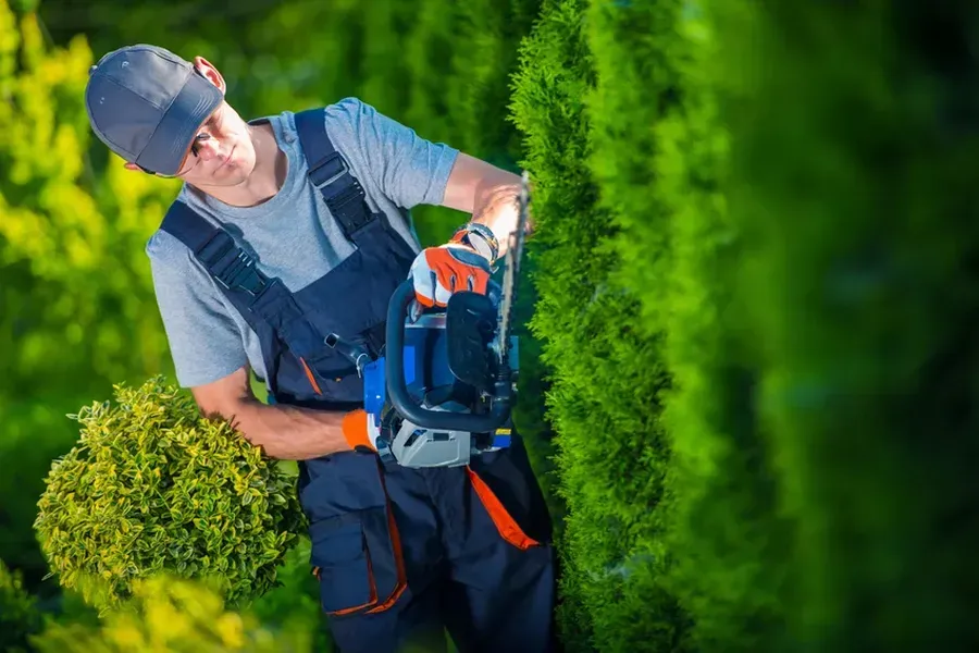 What Overgrown Hedges Do To Your Landscape in Jupiter, FL What Overgrown Hedges Do To Your Landscape in Jupiter, FL