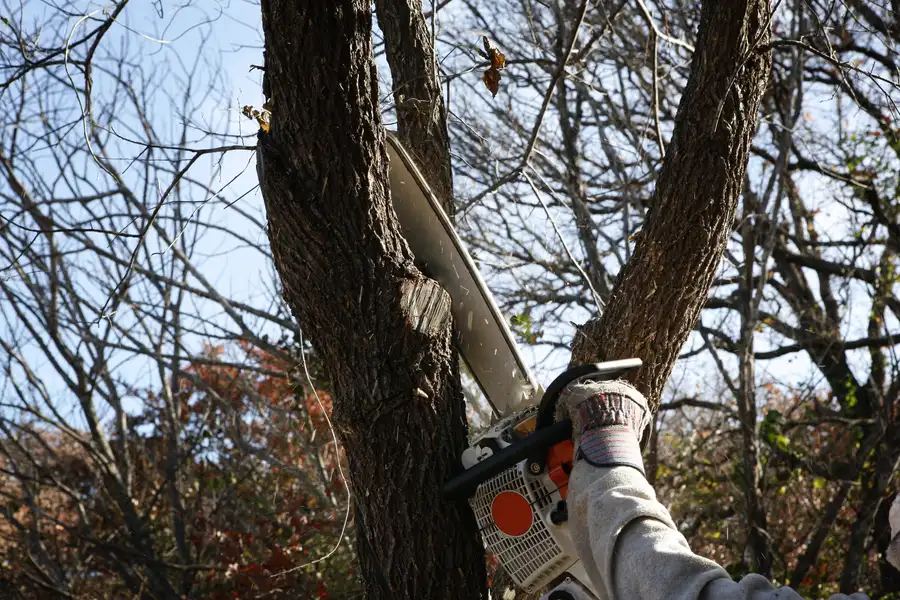 What To Expect During A Tree Removal Process Jupiter, FL What To Expect During A Tree Removal Process Jupiter, FL