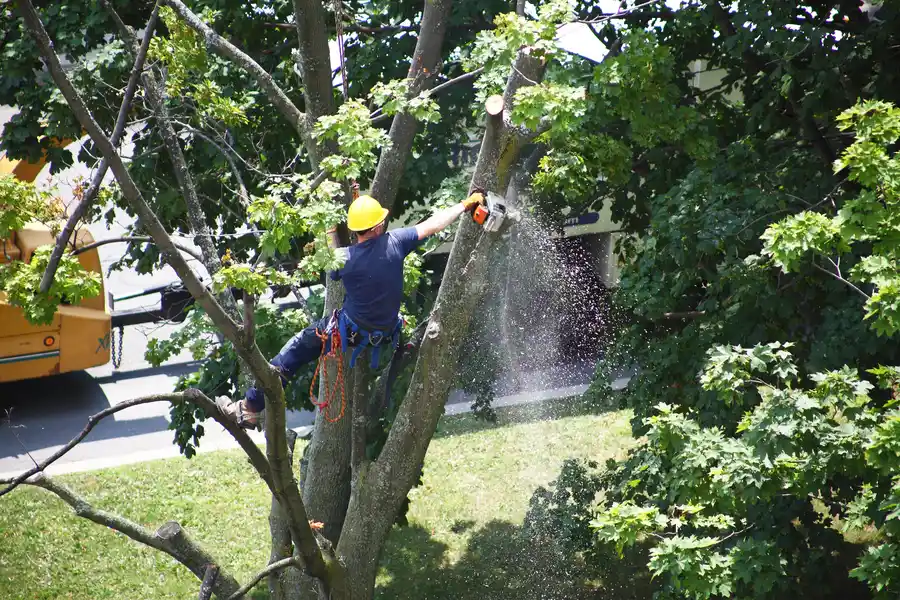 What To Expect During A Tree Removal Process in Jupiter, FL What To Expect During A Tree Removal Process in Jupiter, FL